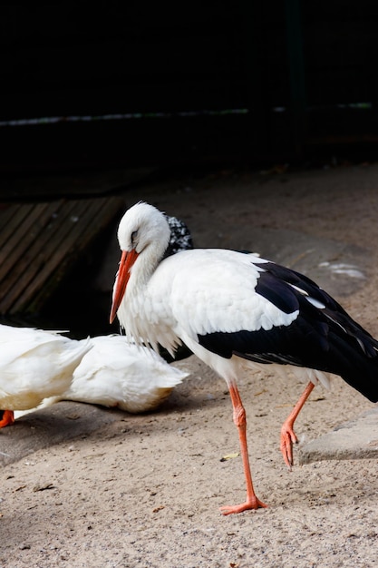 Portrait of a white stork Ciconia ciconia