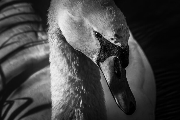 Photo portrait of white swan in black and white