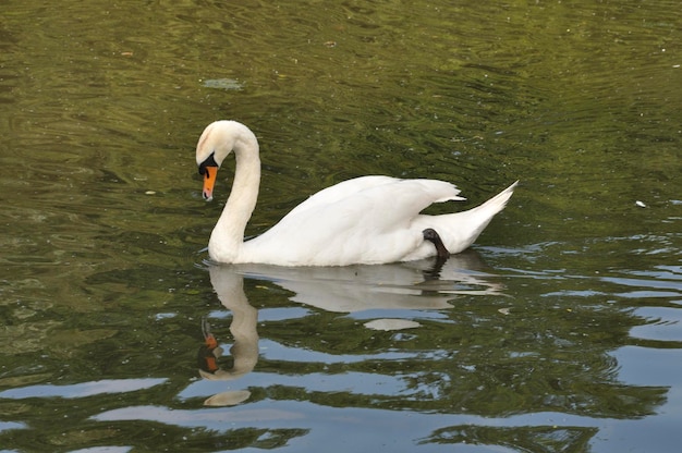 Portrait of a white swan