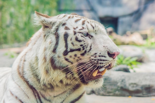 Ritratto di una tigre bianca allo zoo di ventnam