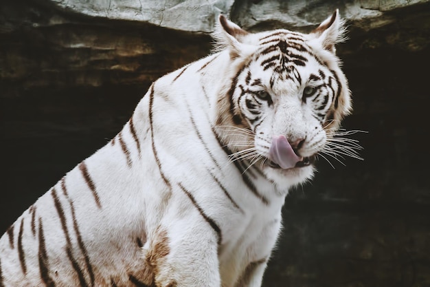 Photo portrait of white tiger