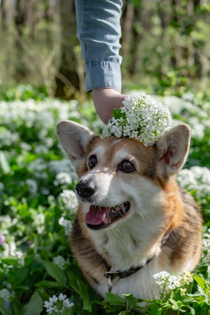 portrait of a whitebrown Pembroke corgi dog in a spring forest among greenery and flowers