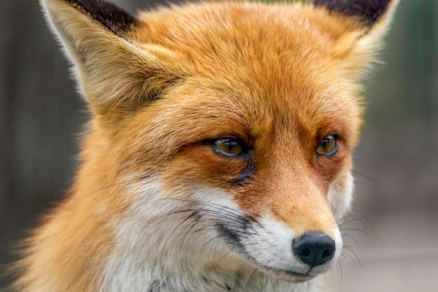 Портрет рыжей лисы дикого животного