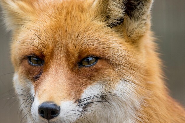 Portrait of a wild animal red fox