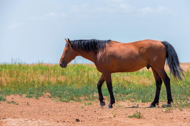 Photo portrait of wild bay stallion in summer steppe