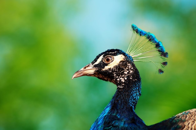 Portrait of wild beautiful peacock with feathers on a blur background