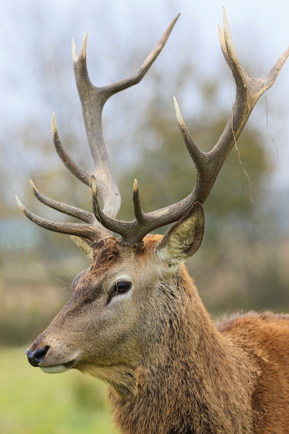 Portrait of wild deer in forest