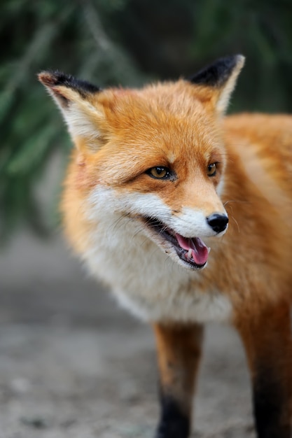 Фото Портрет дикой лисы на природе