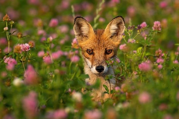 Portrait of wild fox between pink flowers in summer