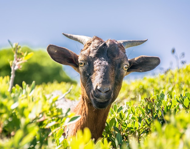 Portrait of a wild goat among the vegetation in Majorca Spain