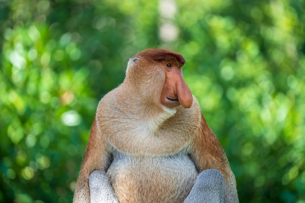 Portrait of a wild Proboscis monkey or Nasalis larvatus, in the rainforest of island Borneo, Malaysia, close up. Amazing monkey with a big nose.