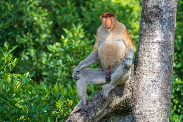 Portrait of a wild Proboscis monkey or Nasalis larvatus, in the rainforest of island Borneo, Malaysia, close up. Amazing monkey with a big nose.