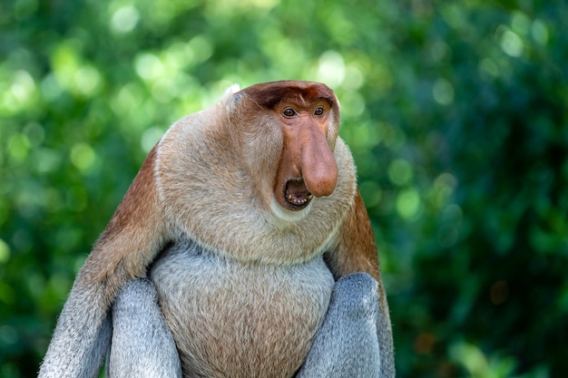 Photo portrait of a wild proboscis monkey or nasalis larvatus, in the rainforest of island borneo, malaysia, close up