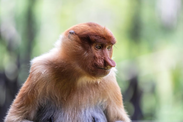 Portrait of a wild Proboscis monkey or Nasalis larvatus in the rainforest of island Borneo Malaysia close up