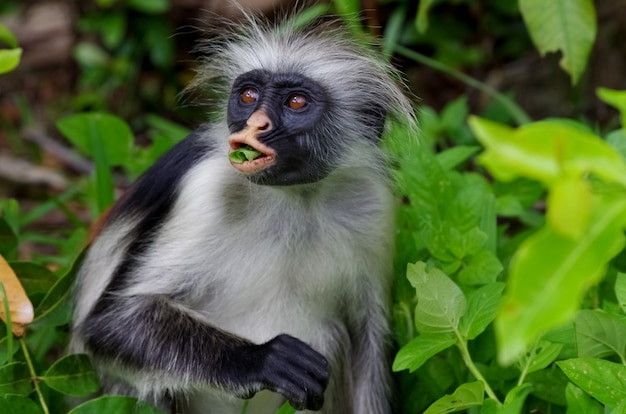 Portrait of a wild red colobus endemic to zanzibar island Zanzibar Tanzania