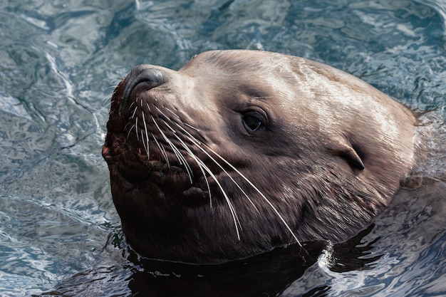 Portrait of wild sea animal steller sea lion or northern sea lion eumetopias jubatus swims in cold w...