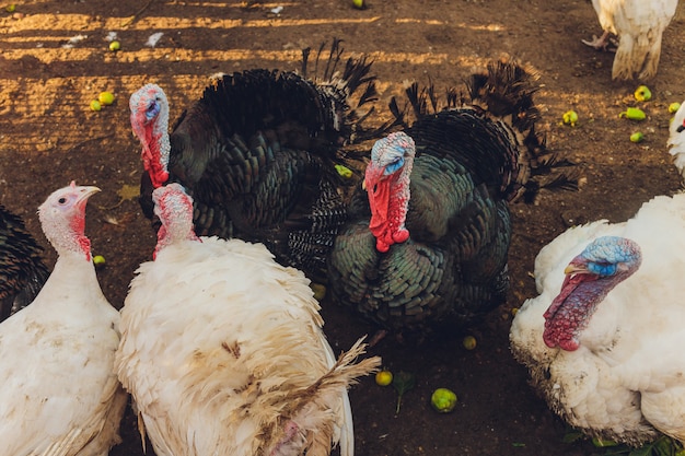 와일드 터키, Meleagris gallopavo, 파란색과 빨간색 머리의 초상화. 자연에서 야생 동물 장면.