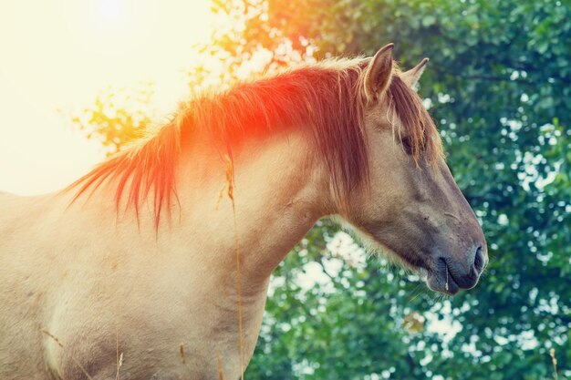 Portrait of wilde horse at sunset