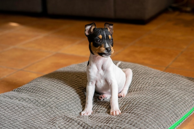 Photo portrait of a winemaker puppy