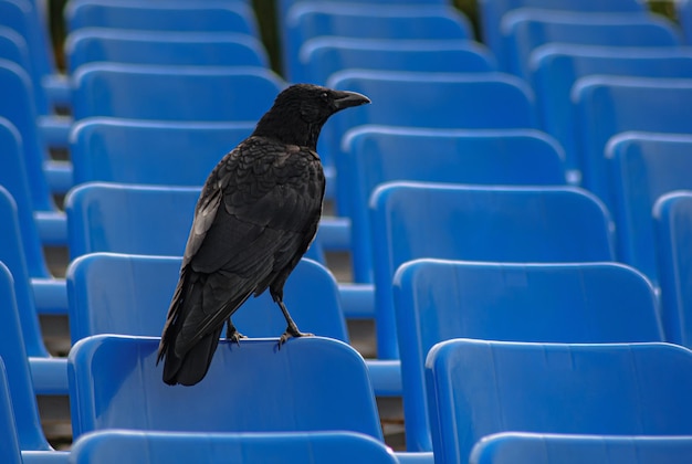 Portrait of a wise crow symbols of intelligence and mythological tales