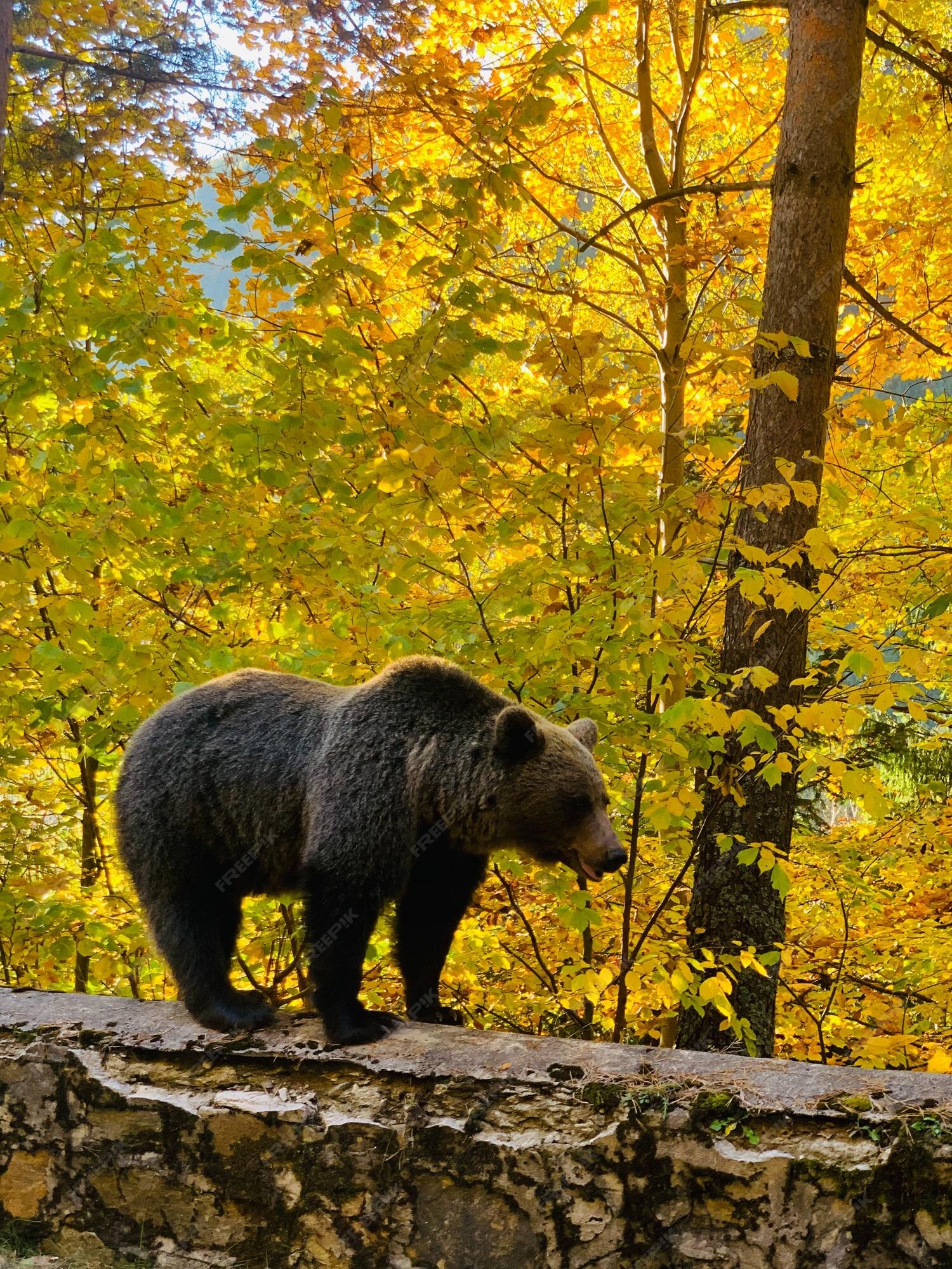Premium Photo | Portrait of a wise old polar bear resilience in the 