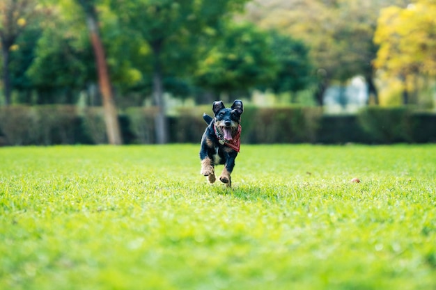 緑の公園でカメラに向かって走っている犬の選択的な焦点との肖像画