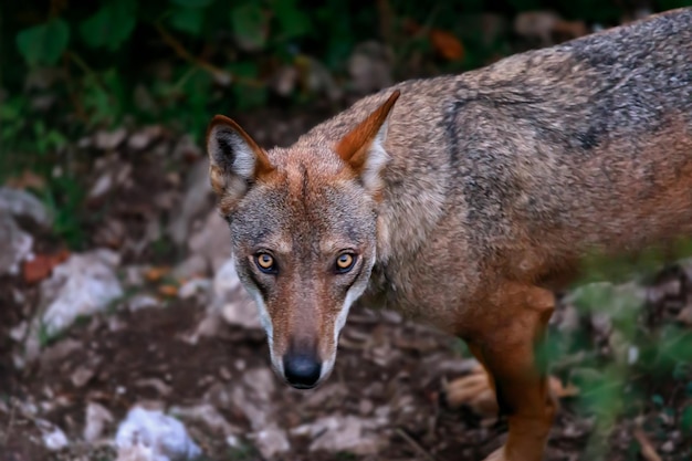 Foto ritratto di un lupo in piedi