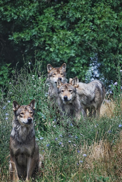 Photo portrait of wolves in a forest