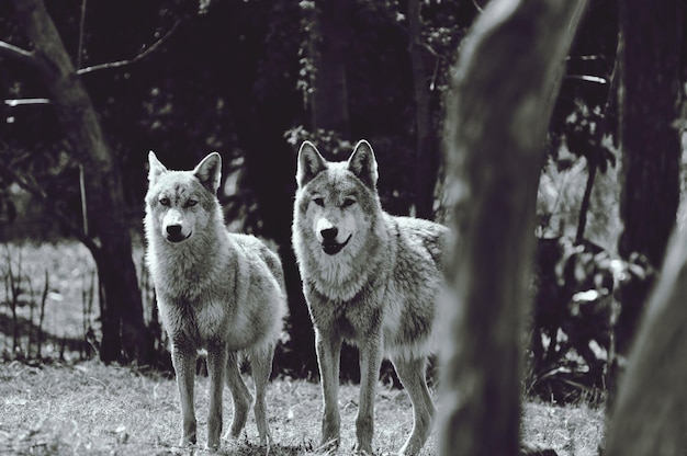 portrait of wolves