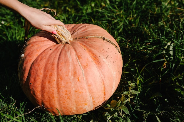 Portrait woman with pumpkin on field