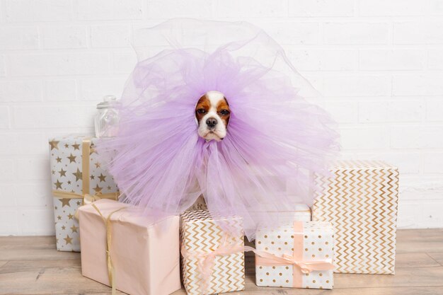 Portrait of wonderful spaniel wearing bright purple organza cape on snout sitting among gift boxes a