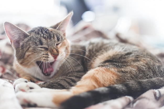 人間のベッドであくび猫の肖像画。