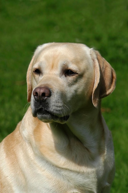 Photo portrait of a yellow labrador retriever dog