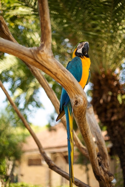 Portrait of yellowblue parrot Macaw