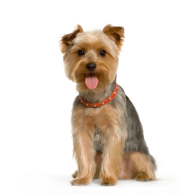 Portrait of yorkshire Sitting in front of white wall