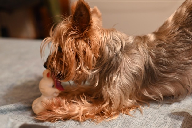 Foto ritratto di un yorkshire terrier su un letto con un giocattolo