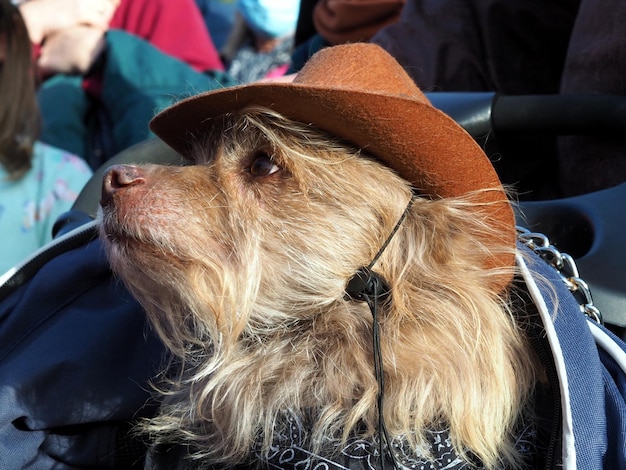 Portrait of a Yorkshire Terrier dog dressed up in a carnival costume of a cowboy Pet love concept