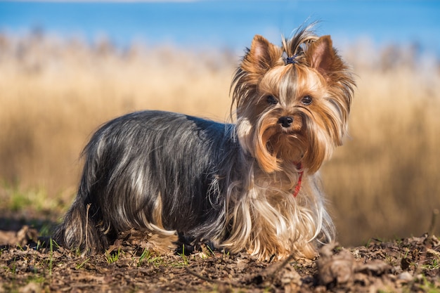 Photo portrait of yorkshire terrier dog