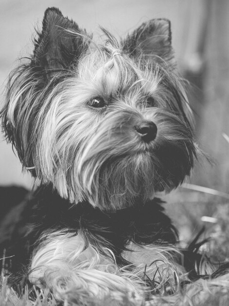 Foto ritratto di uno yorkshire terrier