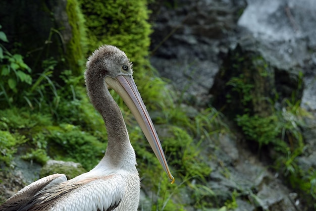 Portrait of young Australian pelican