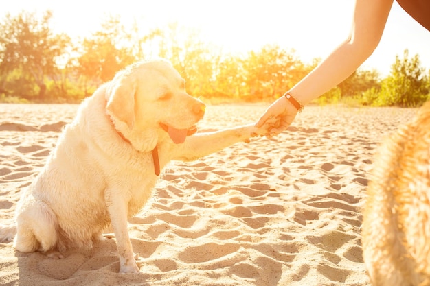 Portrait of young beautiful woman in sunglasses sitting on sand beach with golden retriever dog girl