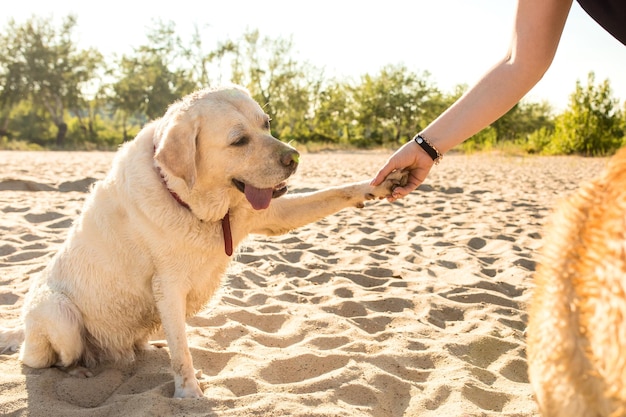 Ritratto di giovane bella donna in occhiali da sole seduto sulla spiaggia di sabbia con ragazza cane golden retriever