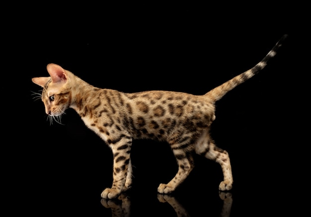 Portrait of young bengal purebred cat