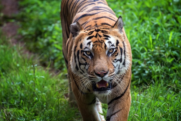 Ritratto di giovane tigre del bengala