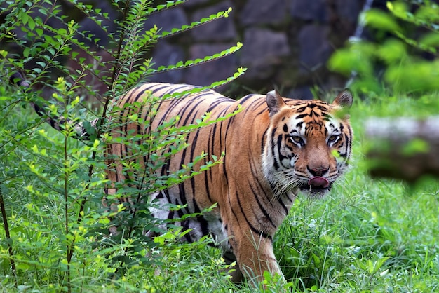 Portrait of young bengal tiger