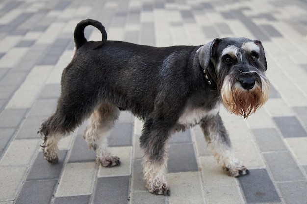 Portrait of a young black schnauzer walking on the street