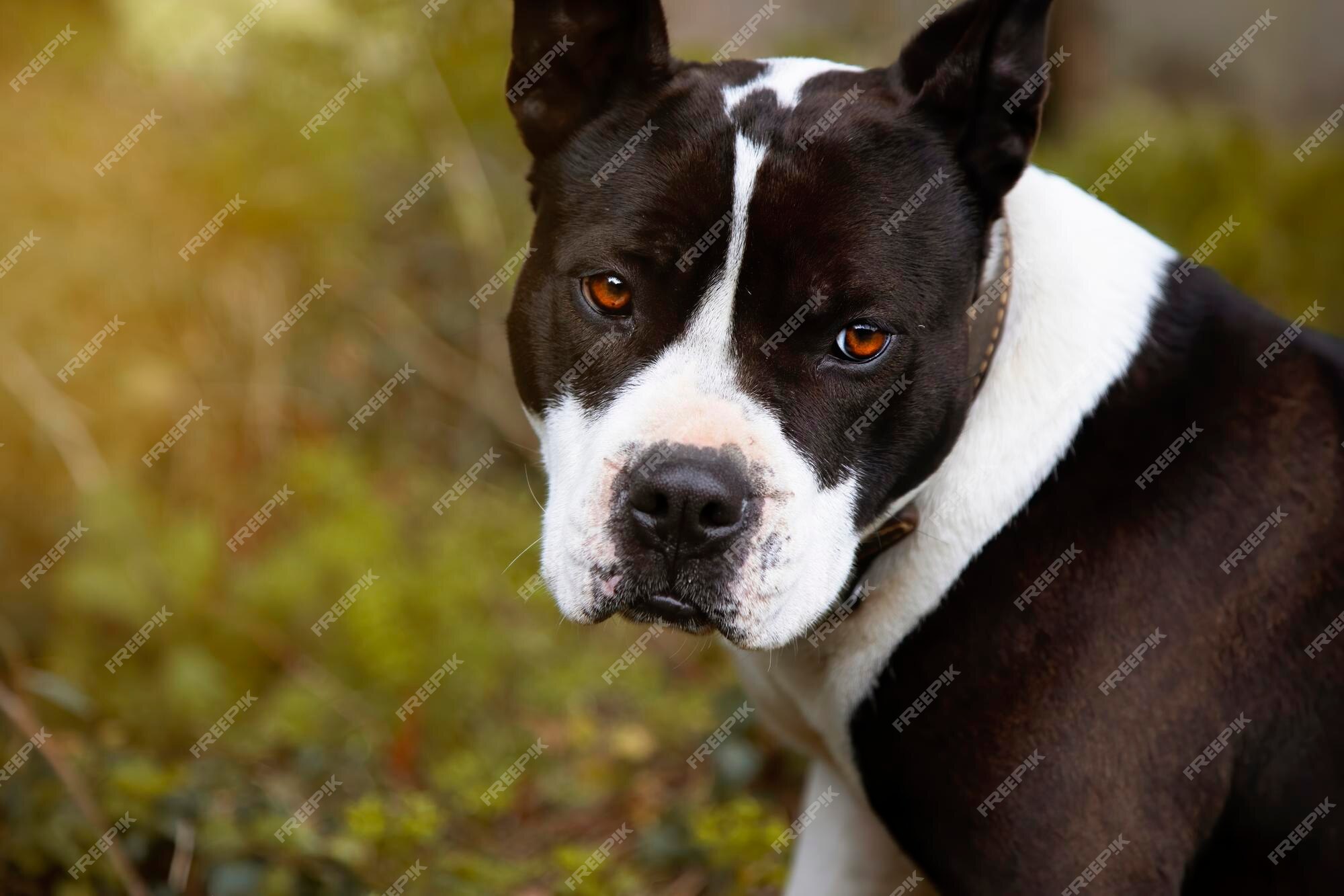 Premium Photo | Portrait of young black and white female pit bull staring at camera Premium Photo | Portrait of young black and white female pit bull staring at camera