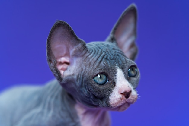 Portrait of young canadian sphynx cat on blue background kitten listens to what is said to him