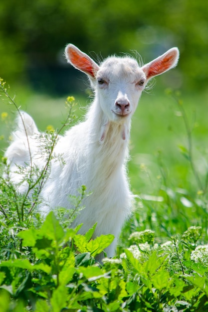 Photo portrait of a young cheerful goat walking on a summer day over green fields and plucking grass
