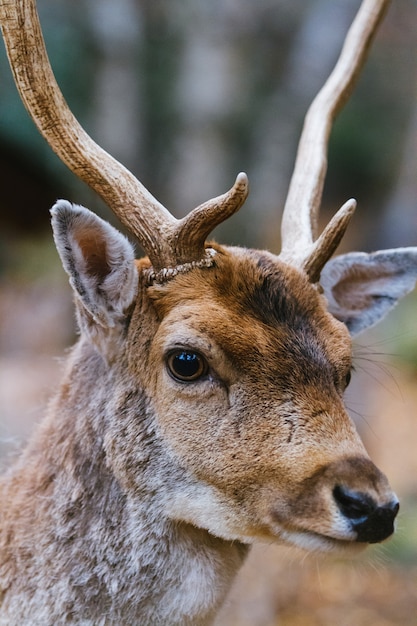 Photo portrait of young deer stag